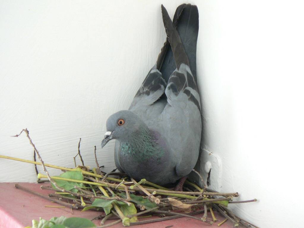 P1160960 by Mugdha Srineet is licensed under CC BY 2.0.